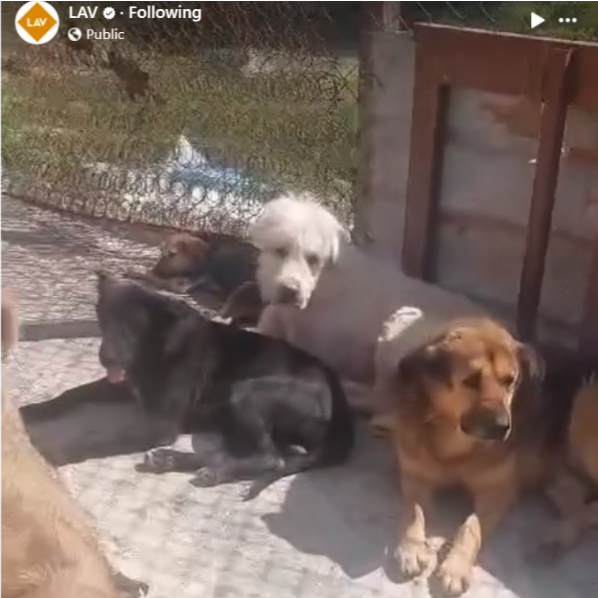 LAV's Facebook post showing Woof N' Wags rescue dogs resting in the shelter yard