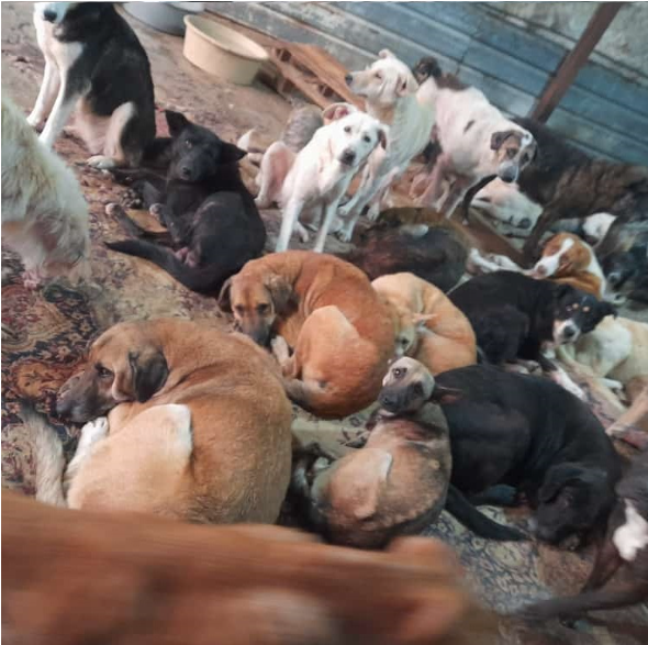 Rescue dogs walking towards the camera in the shelter yard