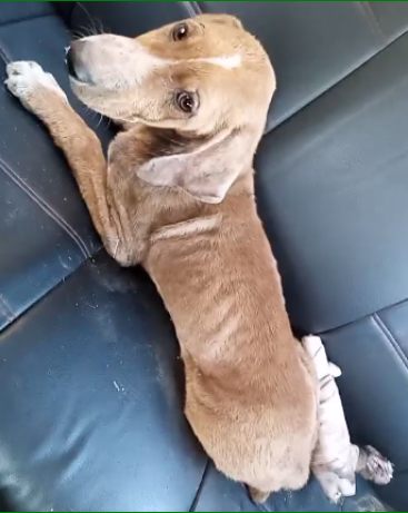 A young rescue dog stretched out on a sofa