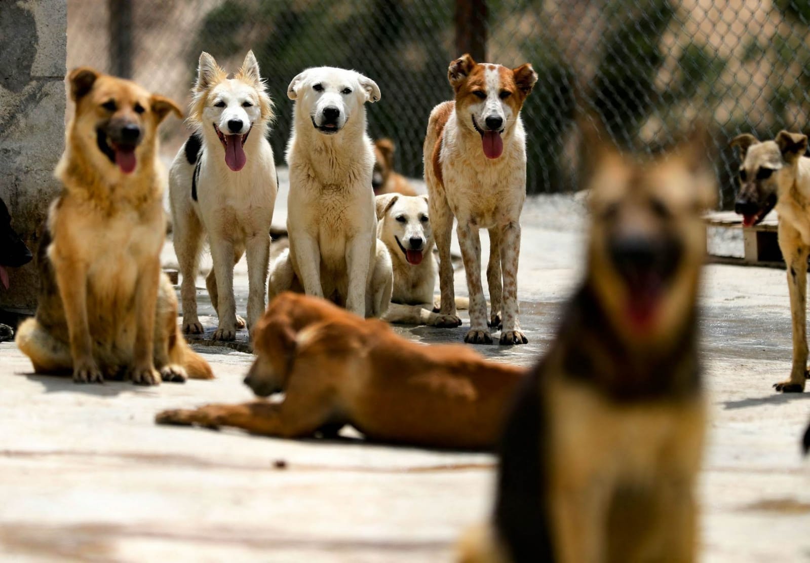 Rescue dogs sitting in the shelter yard looking at the camera