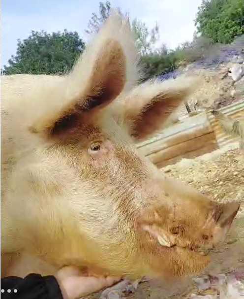 Close-up of Dixon the rescue pig