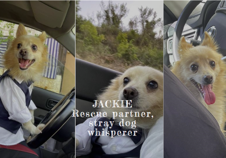 Jackie, rescue partner and stray dog whisperer